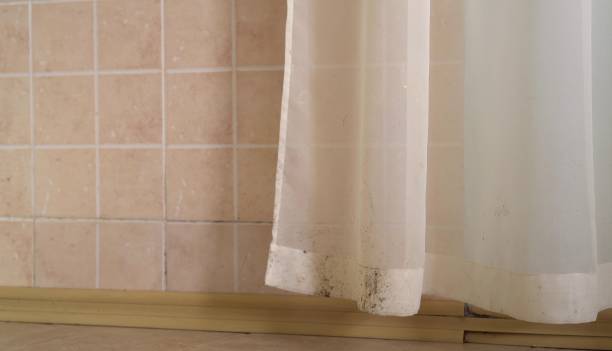 Best Basement Mold Removal  in Topanga, CA