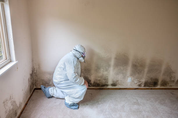 Best Commercial Mold Inspection  in Topanga, CA