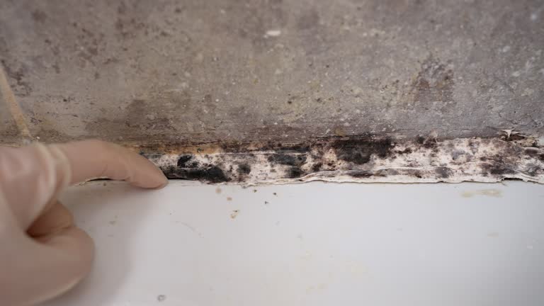 Best Air Quality Testing for Mold Spores  in Topanga, CA